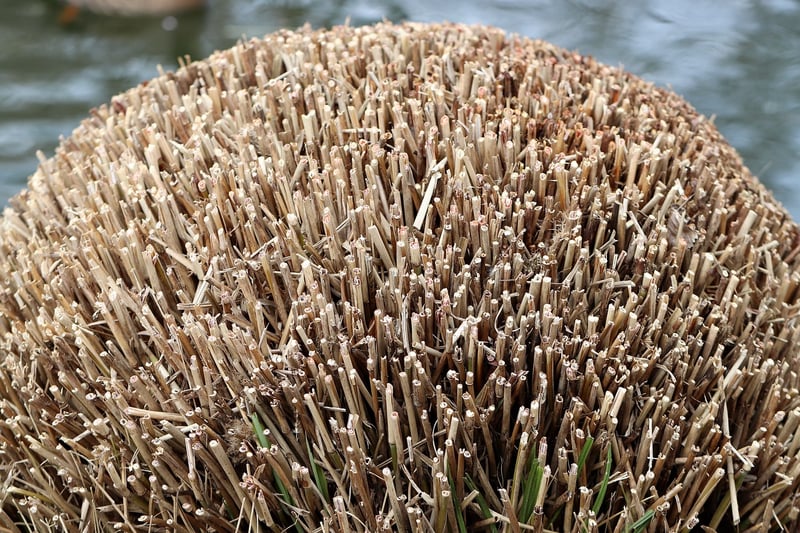 Pruning vertical plants